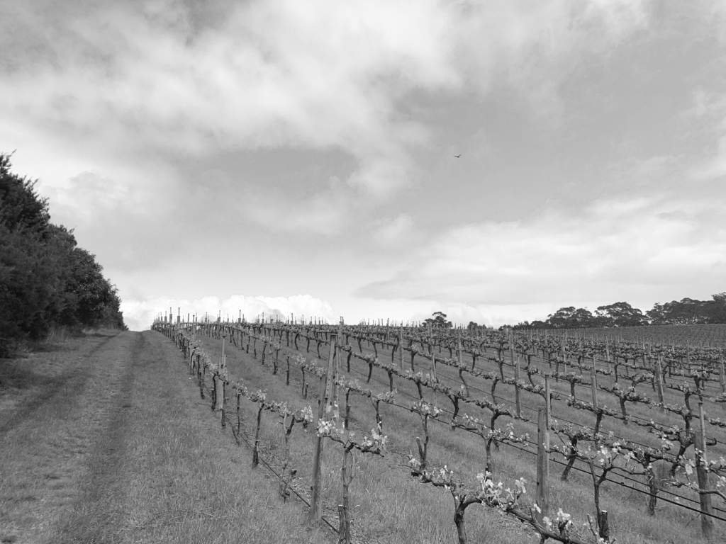 vineyard Barossa, Clare Valley, Mac Laren Vale