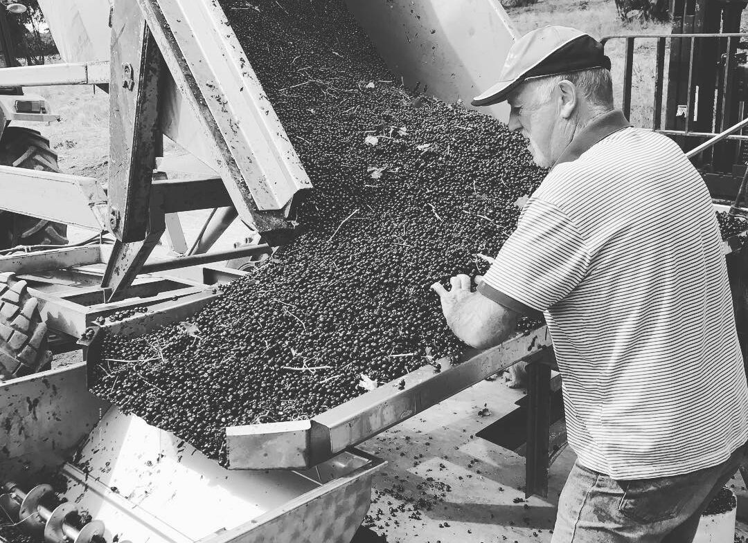 Leigh Eldredge making wine